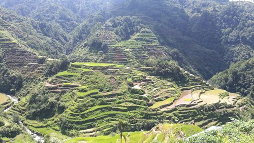 High angle view of agricultural field