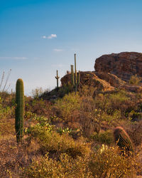 Javelina rocks location at saguaro national park east in tucson arizona.