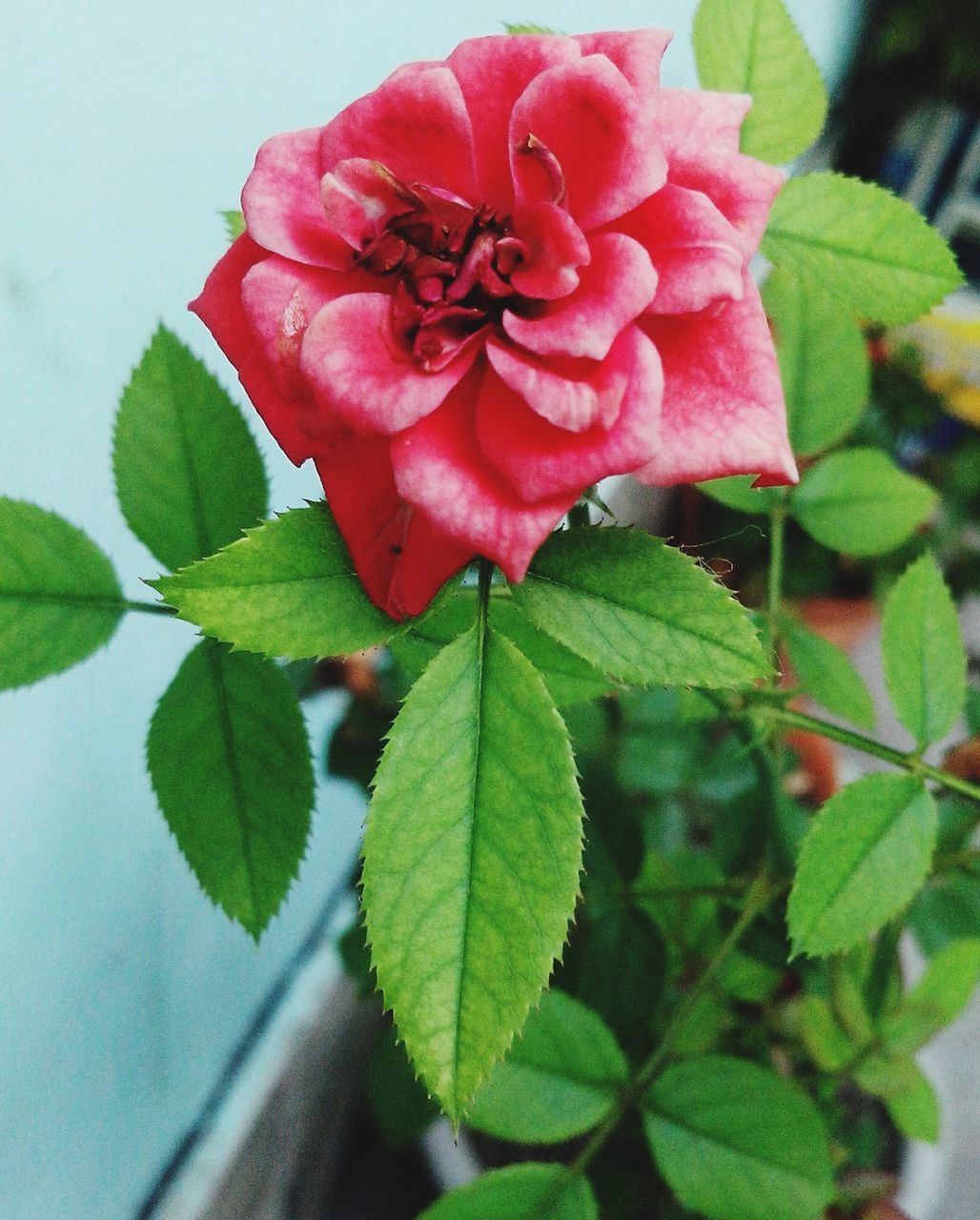 leaf, flower, freshness, growth, fragility, petal, beauty in nature, red, close-up, flower head, plant, nature, green color, rose - flower, single flower, blooming, pink color, focus on foreground, botany, no people