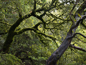 Trees growing in forest