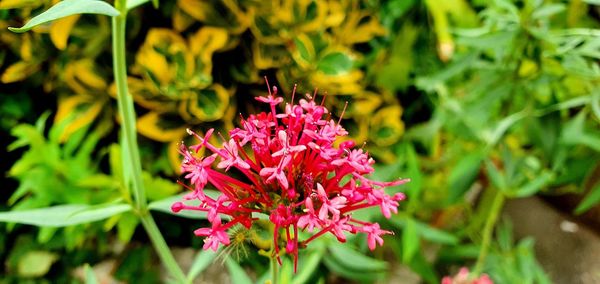 Close-up of pink flowering plant