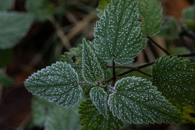 Close-up of wet leaves on plant