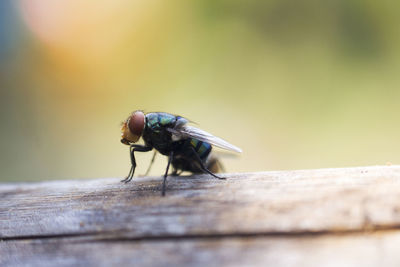 Close-up of fly on wooden table