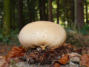 Close-up of mushroom growing on field