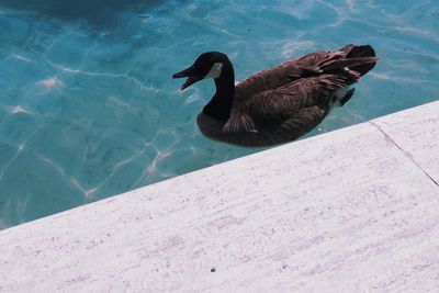 Close-up of bird