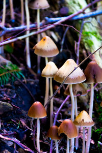 Close-up of mushrooms growing on tree