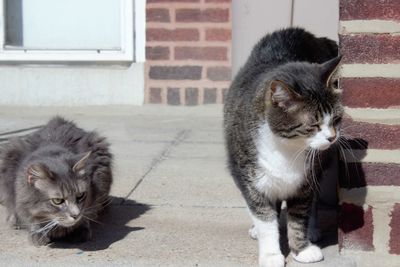 Cats sitting on front stoop