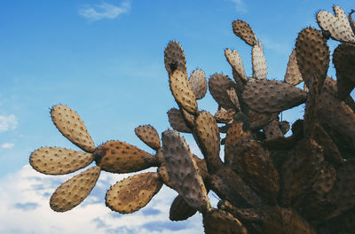 Close-up of cactus against blue sky
