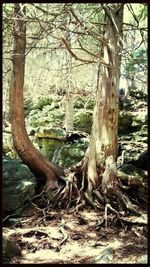 Dead tree in forest