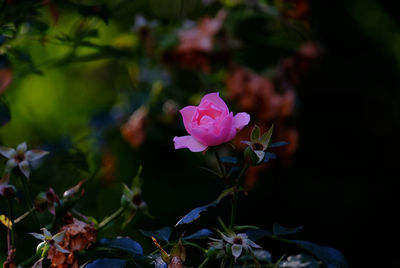 Close-up of pink flower