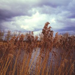 Scenic view of field against cloudy sky