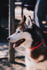 Close-up of a dog looking away