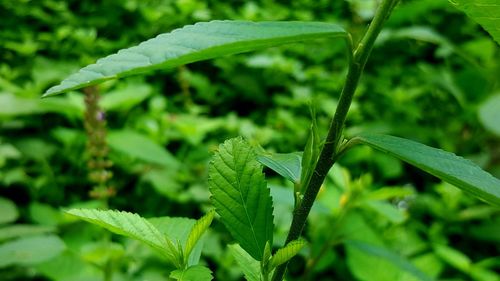 Close-up of green leaves on land