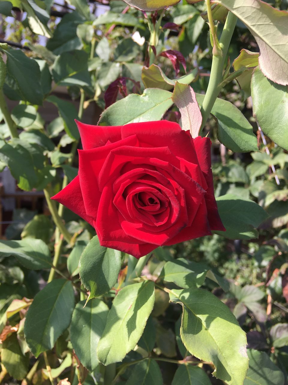 CLOSE-UP OF RED ROSE IN PLANT