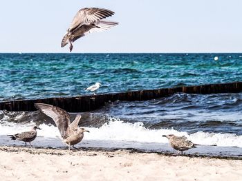 Seagulls flying over sea shore