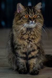 Close-up of a cat looking away