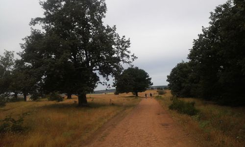 Dirt road passing through field