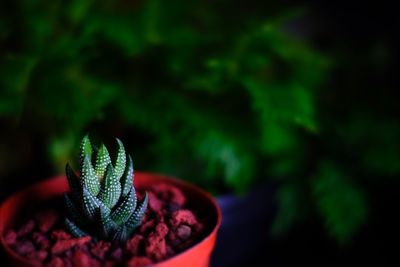 Close-up of strawberry on potted plant