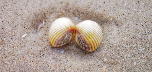 High angle view of shell on sand