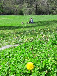 Scenic view of flowering plants on field