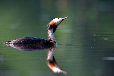 The great crested grebe on crna mlaka fishpond