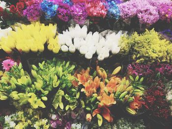 Close-up of multi colored flowers for sale