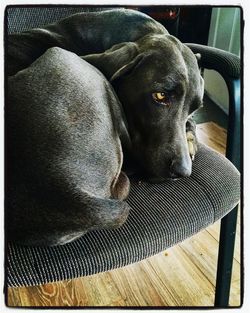 Dog resting on ground