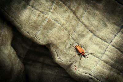 Close-up of insect