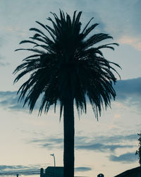 palm tree