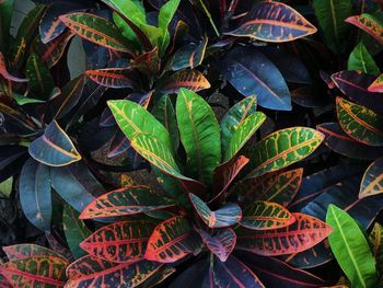 High angle view of leaves on plant