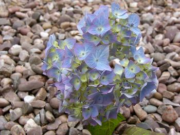 Close-up of purple hydrangea flowers