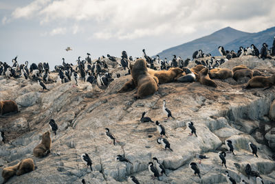 High angle view of birds on land