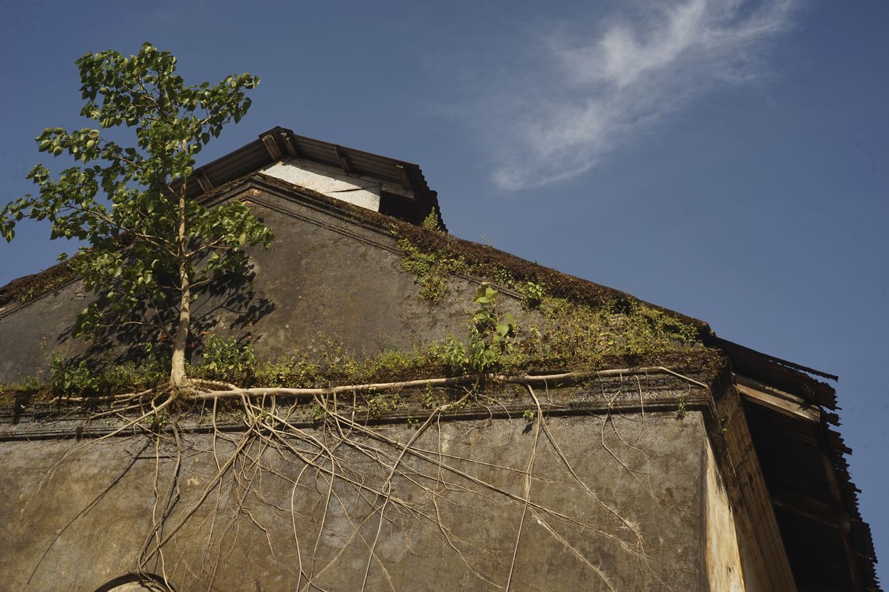 Tree growing on building