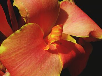 Close-up of orange flowers