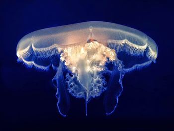 Close-up of jellyfish over black background