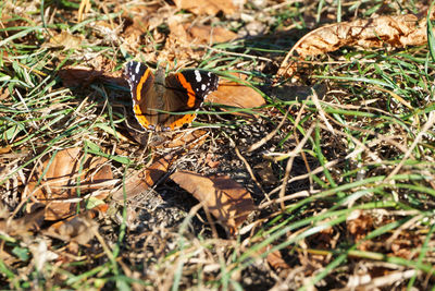 High angle view of butterfly on dry leaf