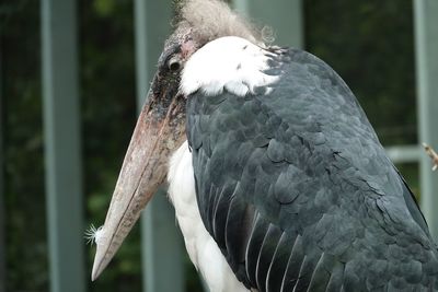 Close-up of bird in cage