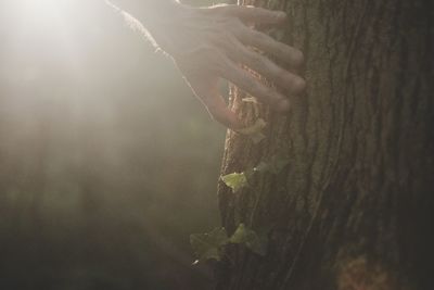 Cropped hand touching ivy growing on tree trunk