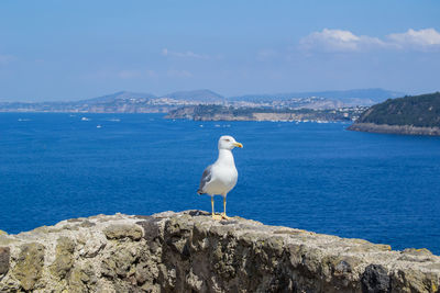 Seagull on rock by sea against sky