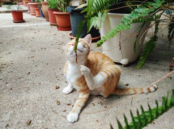 High angle view of cat by plants