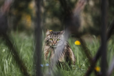 Portrait of black cat on land