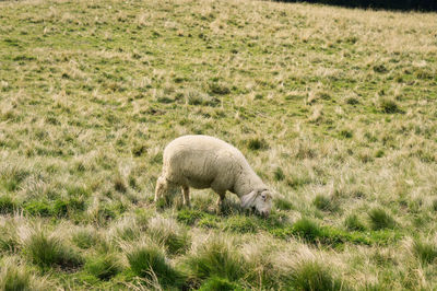 Sheep grazing in a field