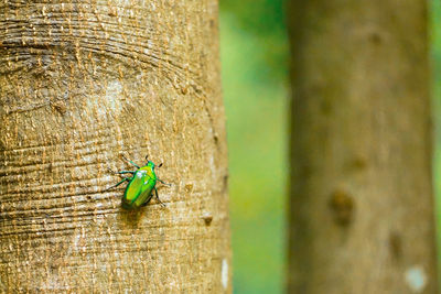 Close-up of insect on wood against wall