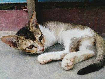 Close-up portrait of cat relaxing outdoors