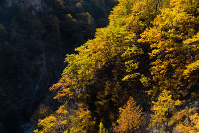 High angle view of trees in forest