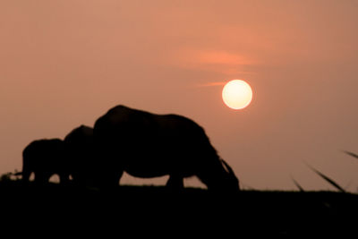 Silhouette of cow grazing on field against orange sky