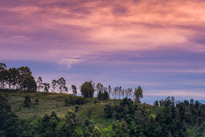 Scenic view of trees against sky during sunset