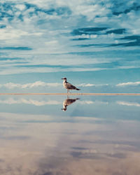 Bird flying over sea