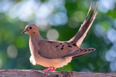 Close-up of a dove perching on wood