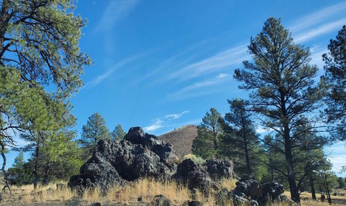 Panoramic view of trees against sky